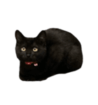 黒猫うにのスタンプ（個別スタンプ：40）