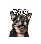 犬ミーム その1（個別スタンプ：4）