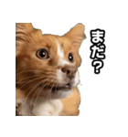 犬ミーム その1（個別スタンプ：5）