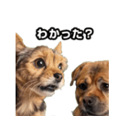 犬ミーム その1（個別スタンプ：23）