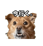 犬ミーム その1（個別スタンプ：31）