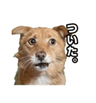 犬ミーム その1（個別スタンプ：32）