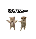 犬ミーム その1（個別スタンプ：37）