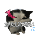 はるぎんスタンプ1（個別スタンプ：5）