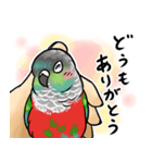 しっかり者のアカハラウロコインコ（個別スタンプ：2）