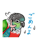 しっかり者のアカハラウロコインコ（個別スタンプ：3）