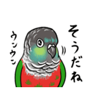 しっかり者のアカハラウロコインコ（個別スタンプ：4）