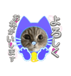 マンチカン子猫4（個別スタンプ：6）