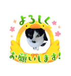 My cat Fuku-chan（個別スタンプ：1）