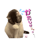 武士風な絵夢くん（個別スタンプ：4）