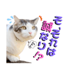 武士風な絵夢くん（個別スタンプ：15）