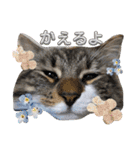 しふぉれお（個別スタンプ：1）