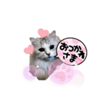 しふぉれお（個別スタンプ：2）