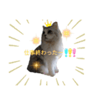しふぉれお（個別スタンプ：3）