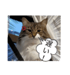 しふぉれお（個別スタンプ：8）
