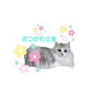 しふぉれお（個別スタンプ：10）
