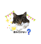しふぉれお（個別スタンプ：12）