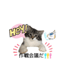 しふぉれお（個別スタンプ：15）