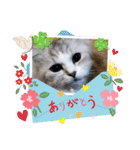 しふぉれお（個別スタンプ：17）