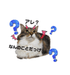 しふぉれお（個別スタンプ：19）