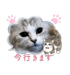 しふぉれお（個別スタンプ：22）