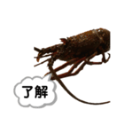 生き物シリーズ:伊勢海老①（個別スタンプ：1）