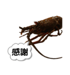 生き物シリーズ:伊勢海老①（個別スタンプ：2）
