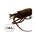 生き物シリーズ:伊勢海老①（個別スタンプ：3）