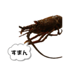 生き物シリーズ:伊勢海老①（個別スタンプ：4）