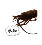 生き物シリーズ:伊勢海老①（個別スタンプ：5）