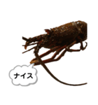 生き物シリーズ:伊勢海老①（個別スタンプ：6）