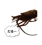 生き物シリーズ:伊勢海老①（個別スタンプ：7）