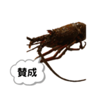 生き物シリーズ:伊勢海老①（個別スタンプ：9）