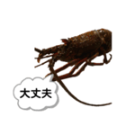 生き物シリーズ:伊勢海老①（個別スタンプ：10）
