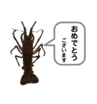 生き物シリーズ:伊勢海老①（個別スタンプ：13）