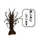 生き物シリーズ:伊勢海老①（個別スタンプ：14）