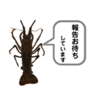 生き物シリーズ:伊勢海老①（個別スタンプ：15）