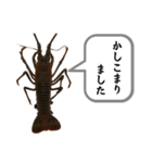 生き物シリーズ:伊勢海老①（個別スタンプ：16）