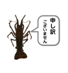 生き物シリーズ:伊勢海老①（個別スタンプ：17）