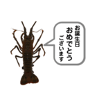 生き物シリーズ:伊勢海老①（個別スタンプ：18）