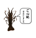 生き物シリーズ:伊勢海老①（個別スタンプ：19）