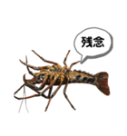 生き物シリーズ:伊勢海老①（個別スタンプ：20）