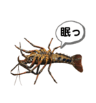 生き物シリーズ:伊勢海老①（個別スタンプ：21）