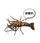 生き物シリーズ:伊勢海老①（個別スタンプ：22）