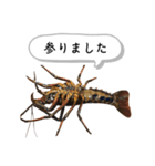 生き物シリーズ:伊勢海老①（個別スタンプ：23）