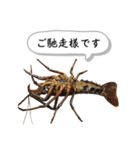 生き物シリーズ:伊勢海老①（個別スタンプ：24）