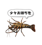 生き物シリーズ:伊勢海老①（個別スタンプ：26）