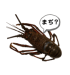 生き物シリーズ:伊勢海老①（個別スタンプ：30）