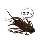 生き物シリーズ:伊勢海老①（個別スタンプ：31）