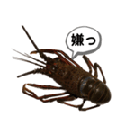 生き物シリーズ:伊勢海老①（個別スタンプ：33）